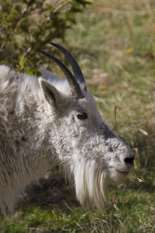 Mountain Goat